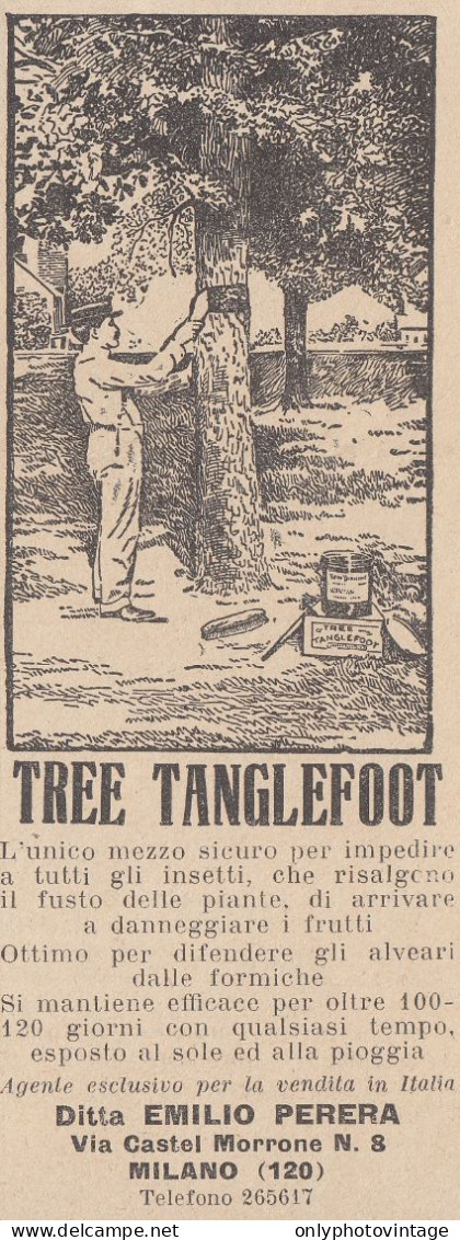 Insetticida Tree Tanglefoot - 1931 Pubblicità Epoca - Vintage Advertising - Reclame