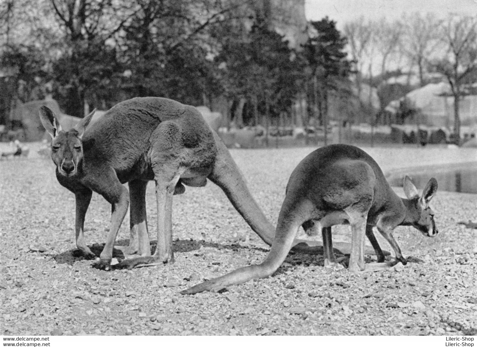 PARC ZOOLOGIQUE PARIS - KANGOUROUS ROUX Macropus Rufus Australie RV CPSM ♥♥♥ - Sonstige & Ohne Zuordnung