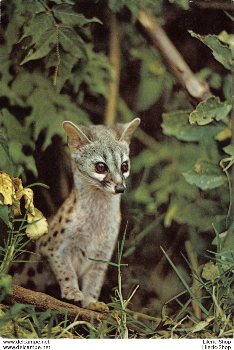 LA GENETTE . Genetta Ce Petit Carnivore De La Foret Africaine Est Inoffensif Mais Chassé Pour Sa Fourrure.. ♥♥♥ - Other & Unclassified