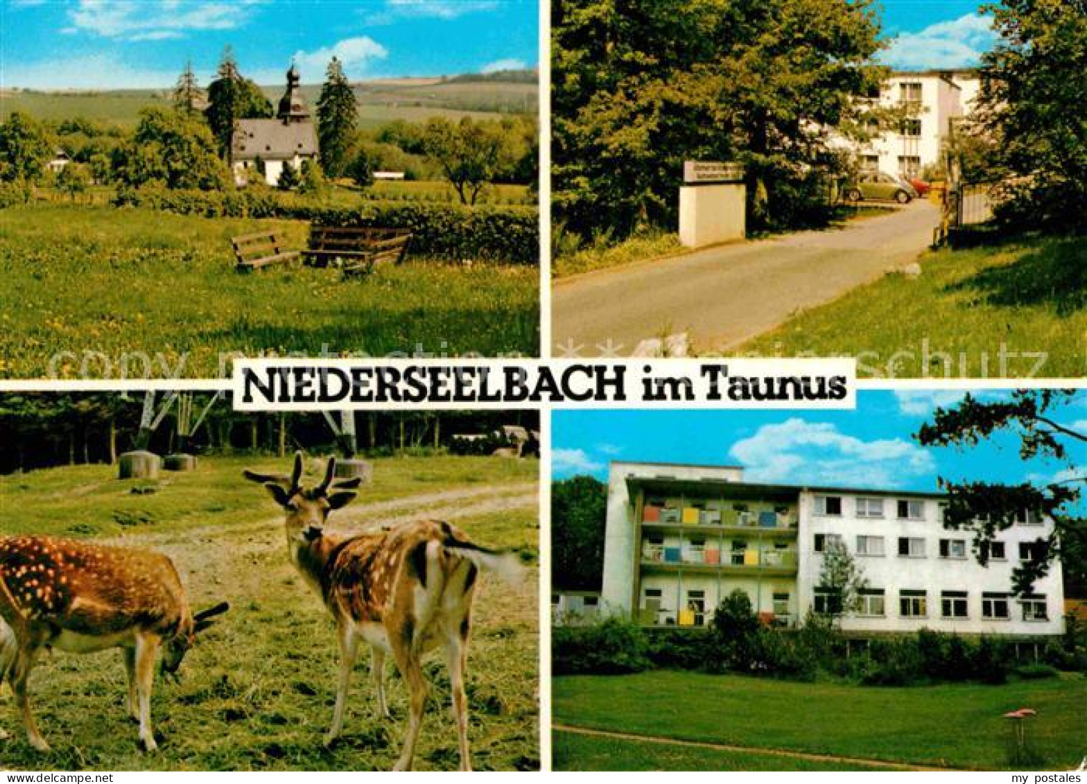 72673834 Niederseelbach Kirche Rotwild  Niederseelbach - Other & Unclassified