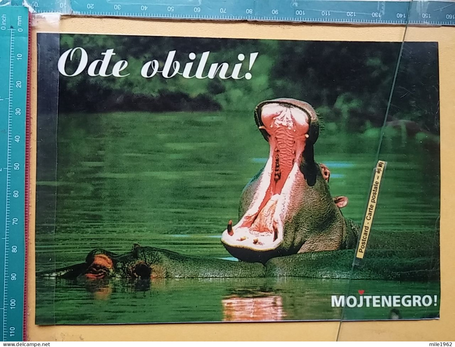 KOV 506-48 - HIPPOPOTAMUS, HIPPOPOTAME, MONTENEGRO, KOMIC, HUMOUR - Rhinoceros