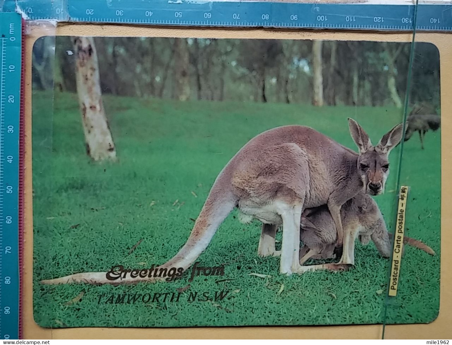 KOV 506-49 - KANGAROO, AUSTRALIA, TAMWORTH, N.S.W. - Sonstige & Ohne Zuordnung