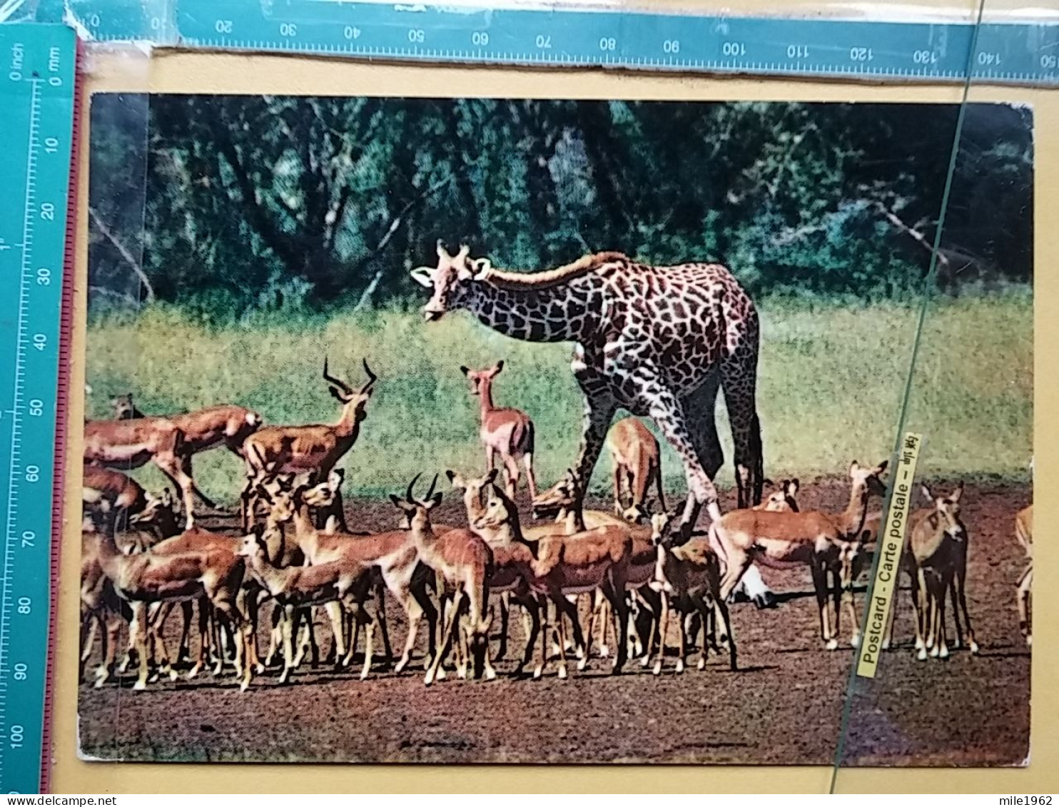 KOV 506-49 - GIRAFFE, IMPALA, AFRICA, ZAMBIA - Jirafas