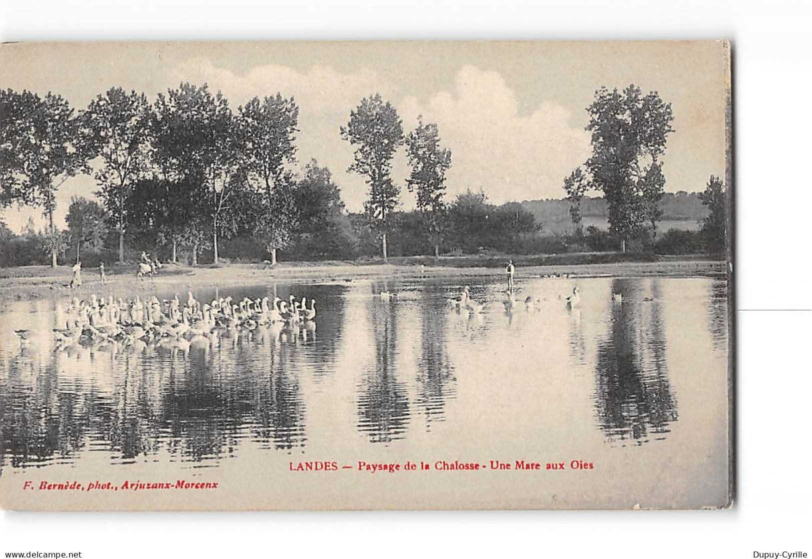 Landes - Paysage De La Chalosse - Une Mare Aux Oies - Très Bon état - Autres & Non Classés