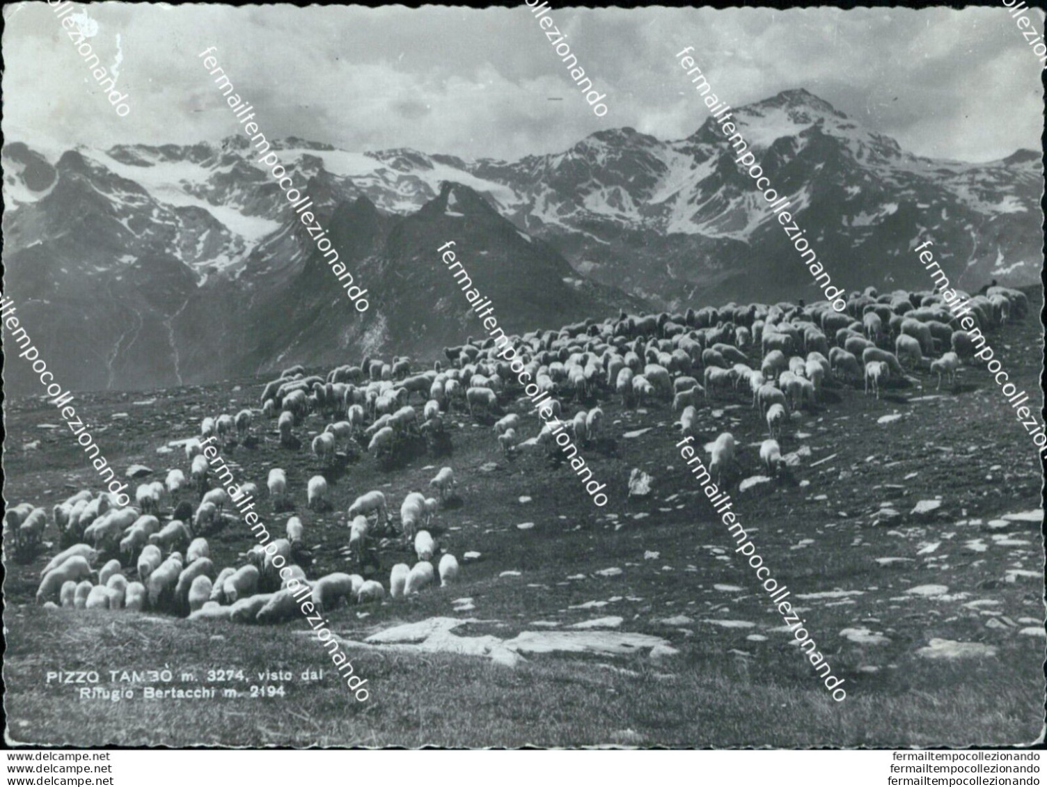 Bi366 Cartolina  Pizzo Tambo' Rifugio Bertacchi Provincia Di Sondrio - Sondrio