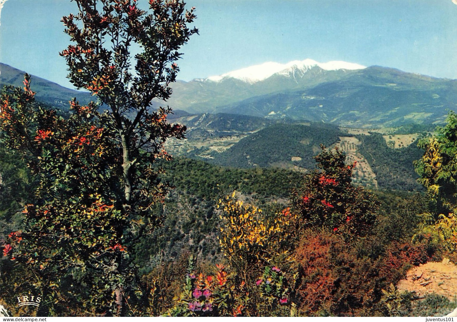 CPSM Le Canigou Au Printemps     L2922 - Autres & Non Classés