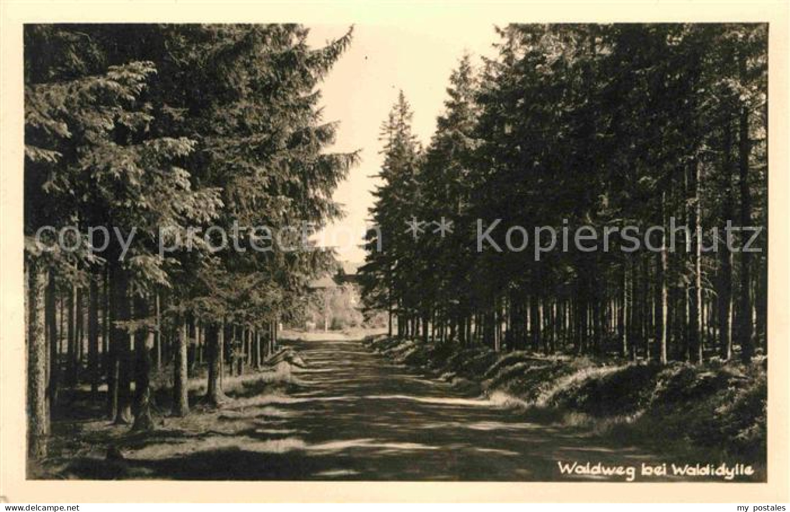 72645149 Waldidylle Waldweg Waldidylle - Altenberg