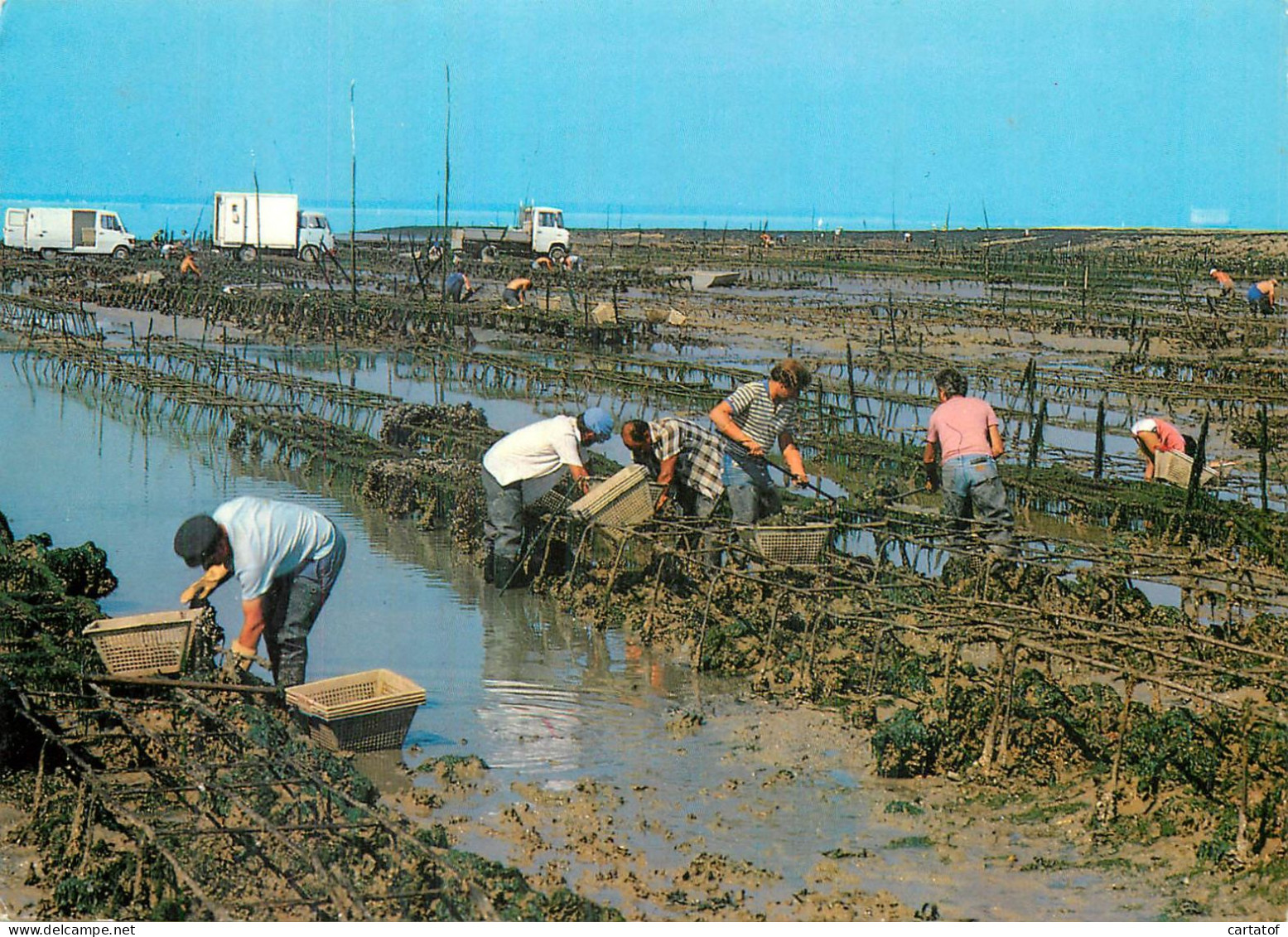 FOURAS . Ostréiculteurs Dans Les Parcs à La Pointe De La Fumée . - Fouras-les-Bains