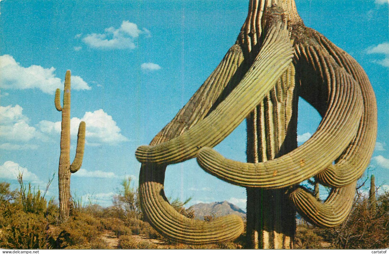 GUARDIANS OF DESERT .  - Sonstige & Ohne Zuordnung