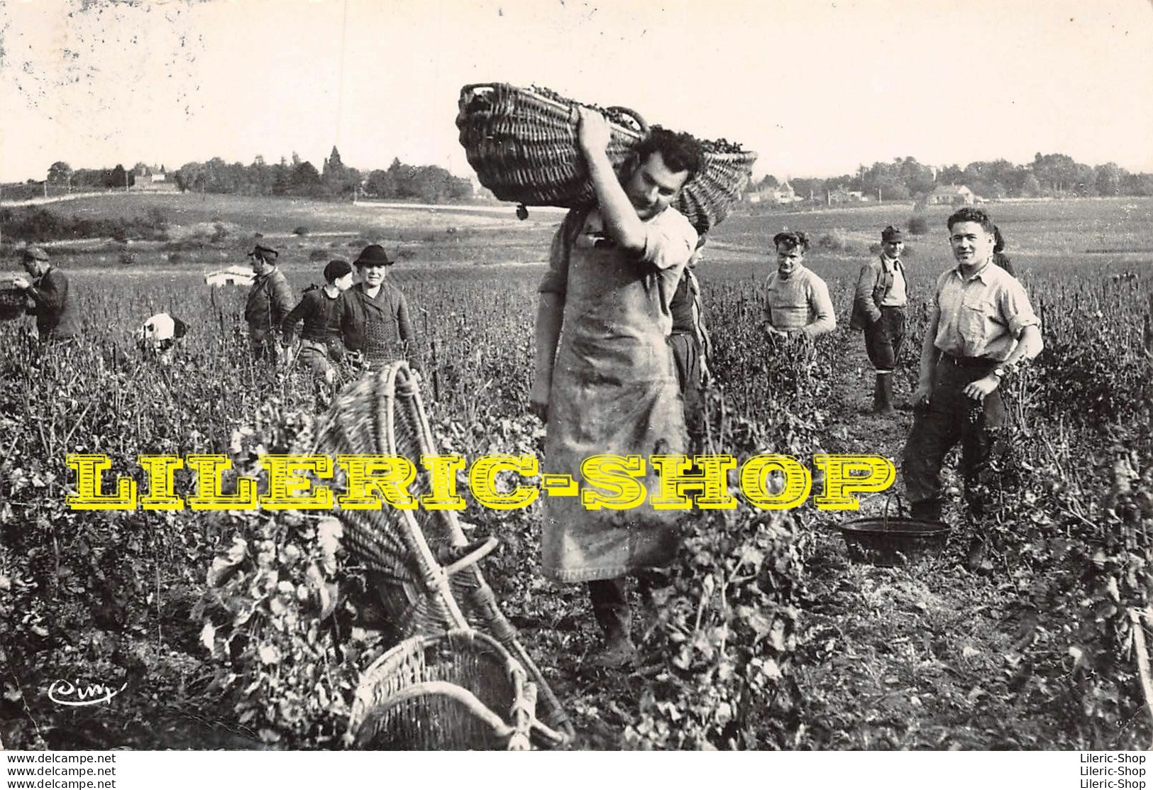 Vendanges En Bourgogne - 1952 - Vigne Vin Métier Jarlot Benne - " Quel Souci Pour Le Porteur " Éd. CIM - Phot. COMBIER - Bourgogne