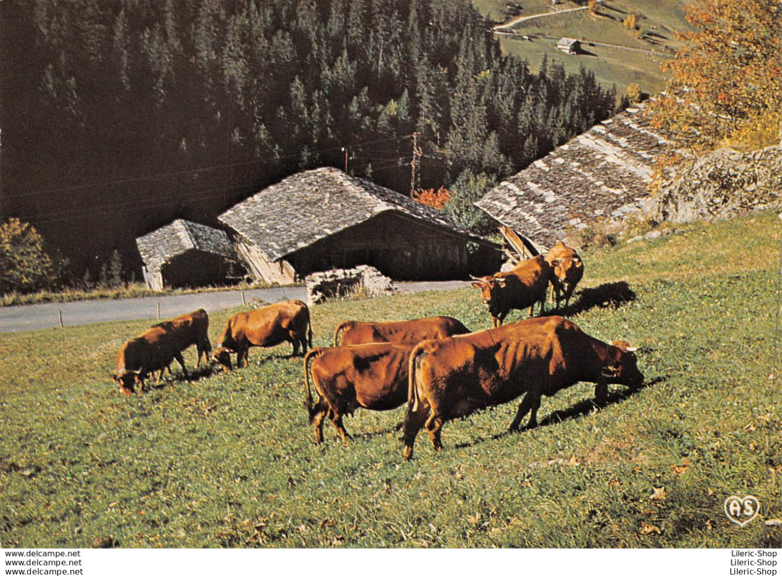 Vallée Du Beaufortin  (73) ▬ L'alpage ▬ Les Vaches Cows ▬ Cliché O. MARTIN ▬ Éd. S.I.C.A. - Autres & Non Classés