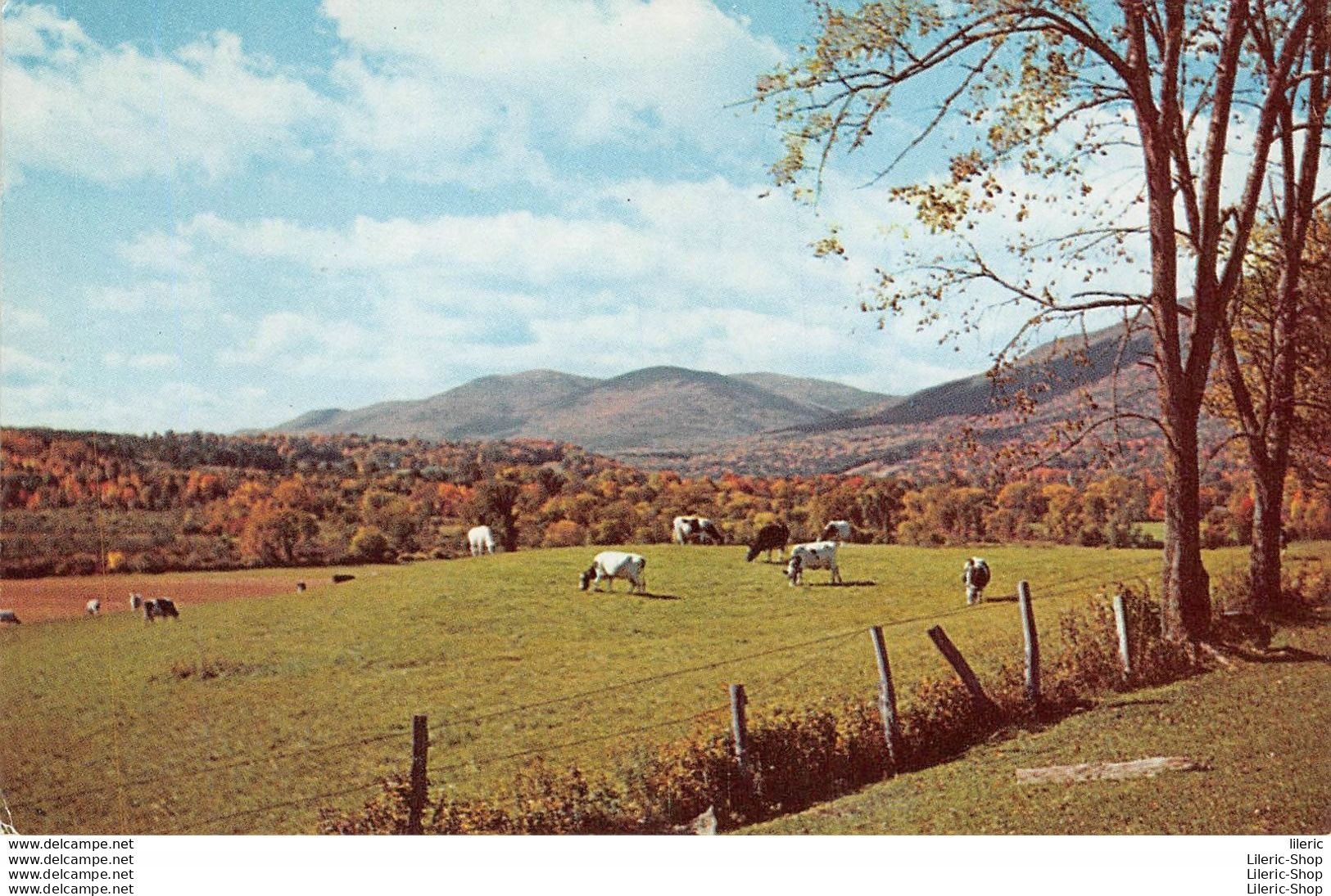 US POSTCARD TYPIQUE DANS LE VERMONT, CETTE SCENE PASTORALE Photo By Carleton Allen  - Kühe