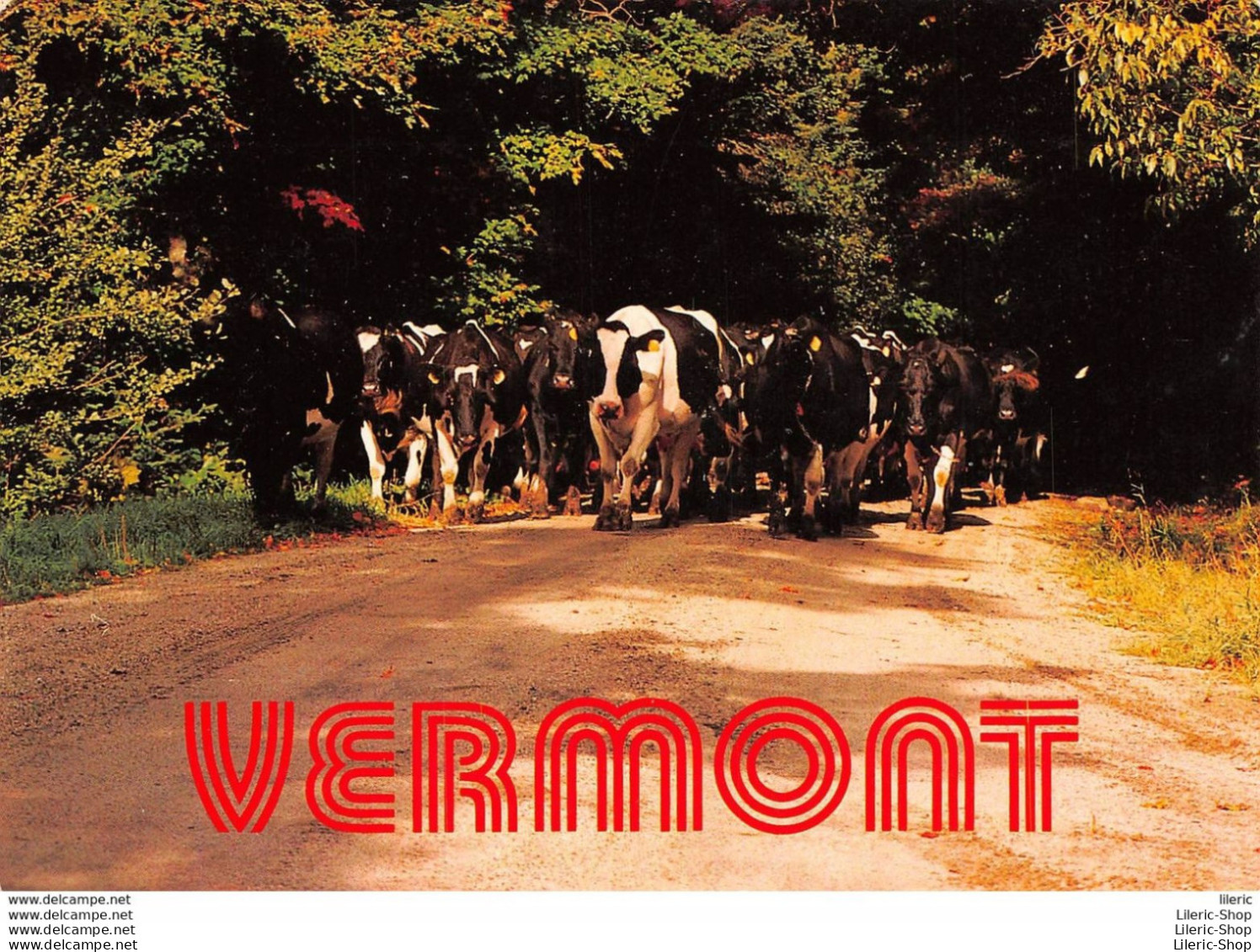 COWS HAVE THE RIGHT OF WAY IN VERMONT. THEY OUTNUMBER PEOPLE IN SOME PARTS OF THE STATE !  - Vaches