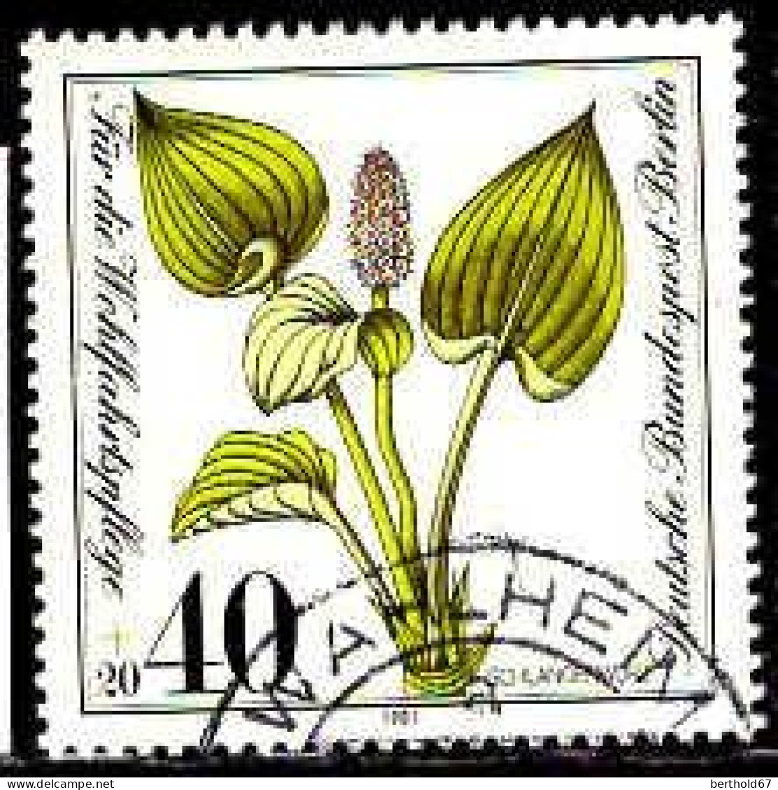 Berlin Poste Obl Yv:611 Mi:650 Schlangenwurz Calla Palustris (Beau Cachet Rond) - Usados