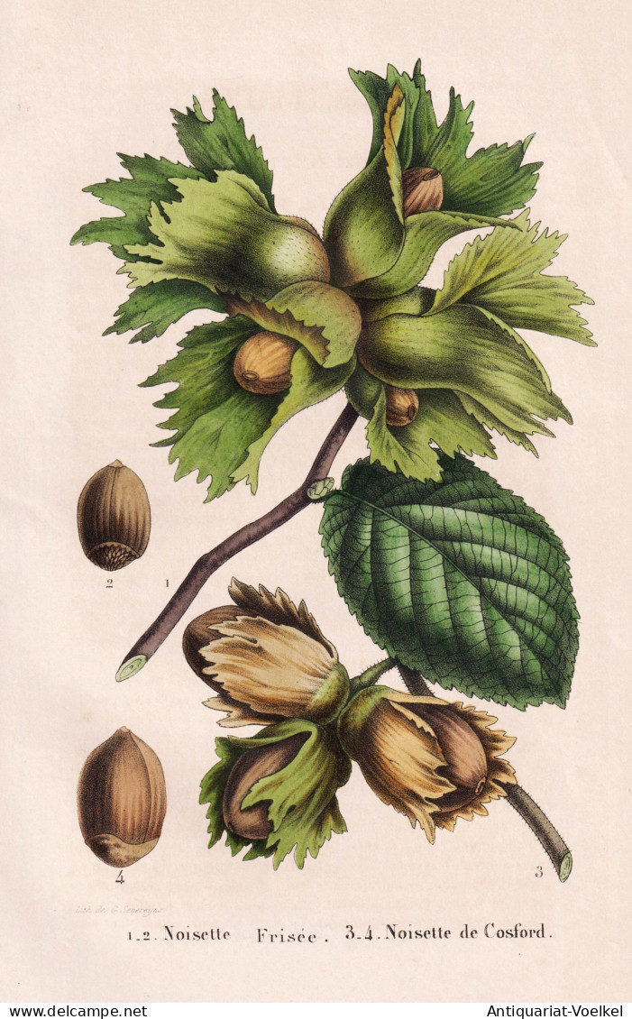 Noisette Frisee - Noisette De Cosford - Nuss Haselnuss Hazelnut Nut / Pflanze Planzen Plant Plants / Botanical - Estampas & Grabados