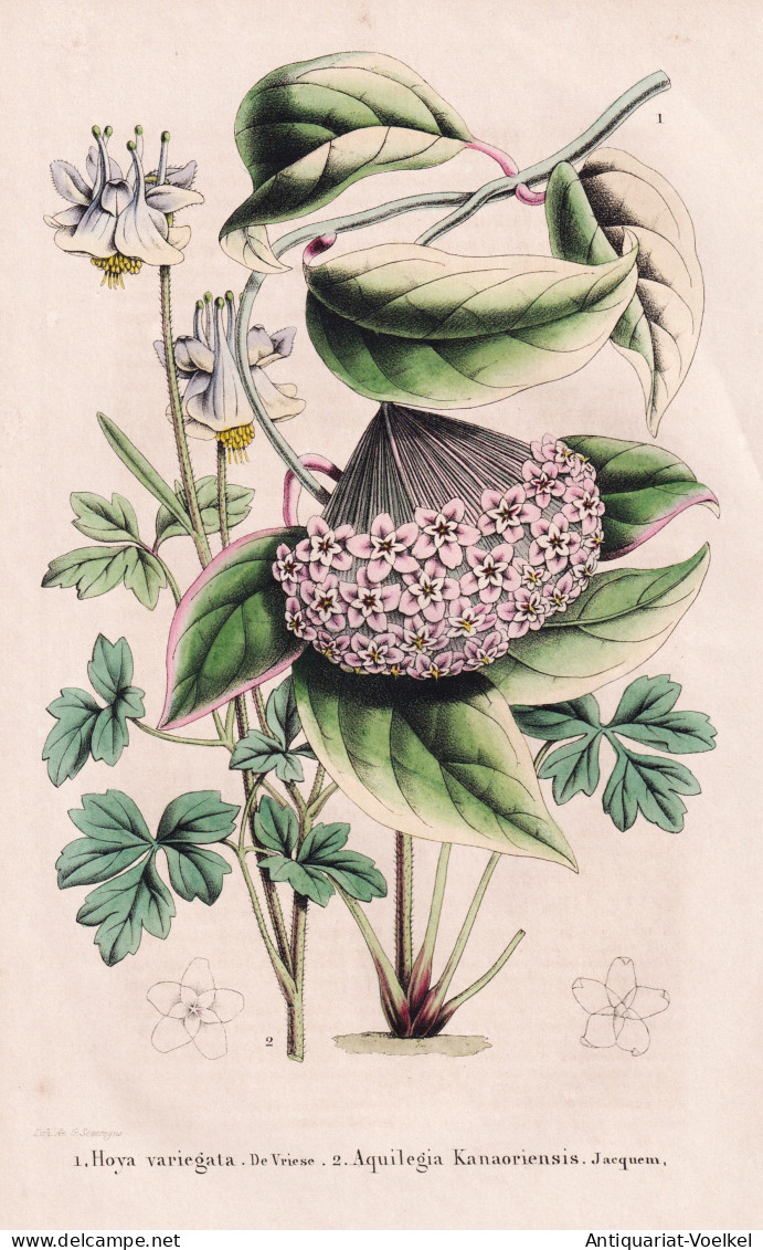 Hoya Variegata - Aquilegia Kanaoriensis -  Porzellanblume / Himalaya China Japan Indien India / Flower Blume F - Estampas & Grabados