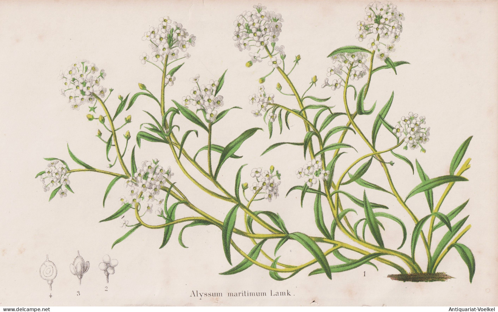 Alyssum Maritimum - Strand-Silberkraut Sweet Alison Steinkraut Duftsteinrich / Flower Blume Flowers Blumen / P - Estampes & Gravures