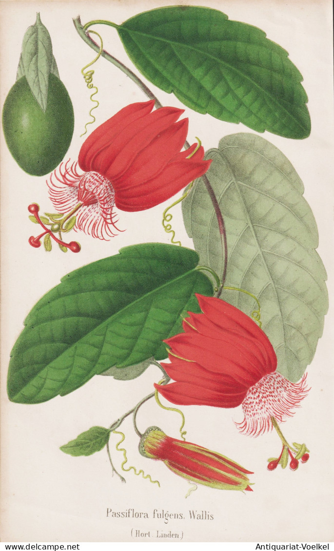 Passiflora Fulgens, Wallis - Passionsblume Passion Flowers / Flower Blume Flowers Blumen / Pflanze Planzen Pla - Estampes & Gravures