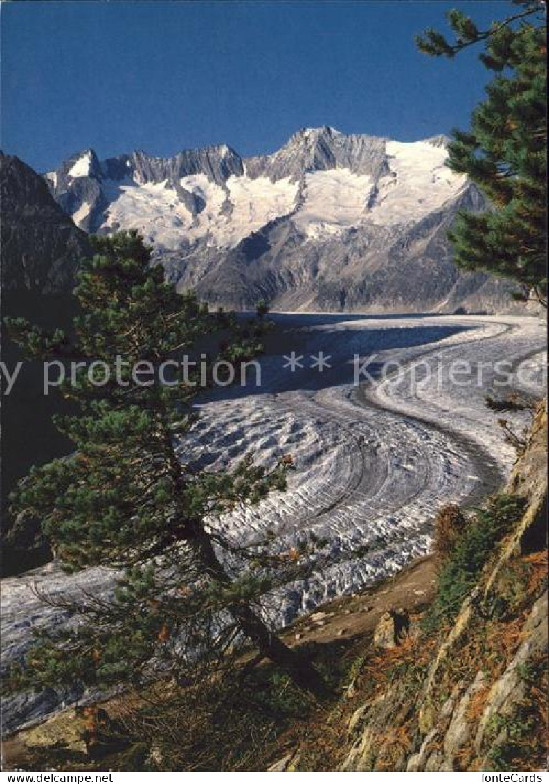 11695026 Aletschgletscher Mit Naturschutzgebiet Aletschwald Kamm Schoenbuehlhorn - Sonstige & Ohne Zuordnung