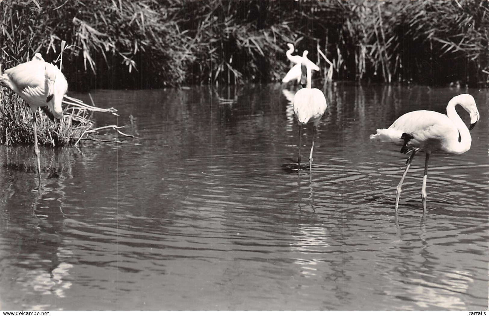 13-EN CAMARGUE FLAMANTS ROSES-N°4213-E/0129 - Andere & Zonder Classificatie