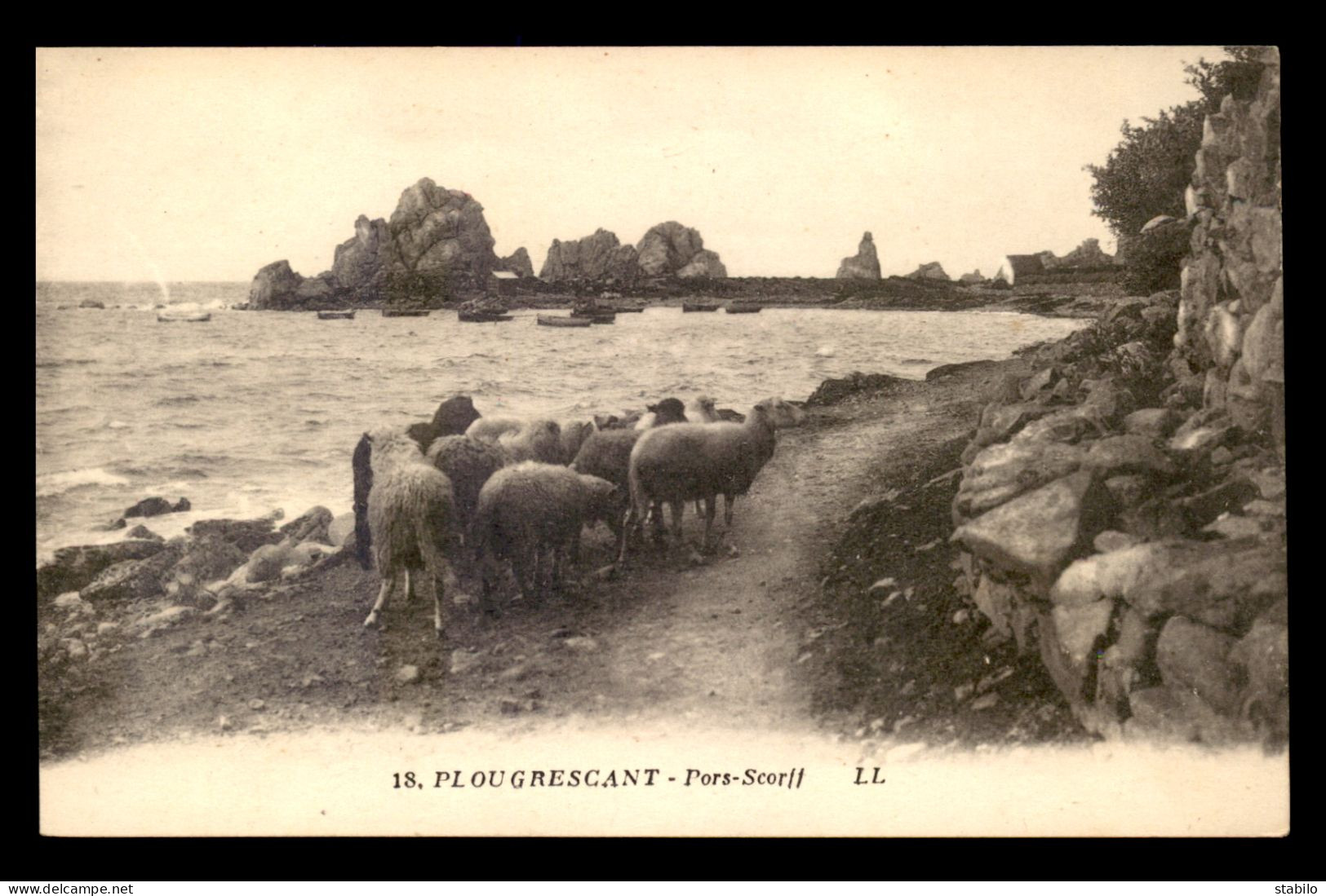 22 - PLOUGRESCANT - TROUPEAU DE MOUTONS SUR LE CHEMIN DE PORS-SCORFF - Plougrescant