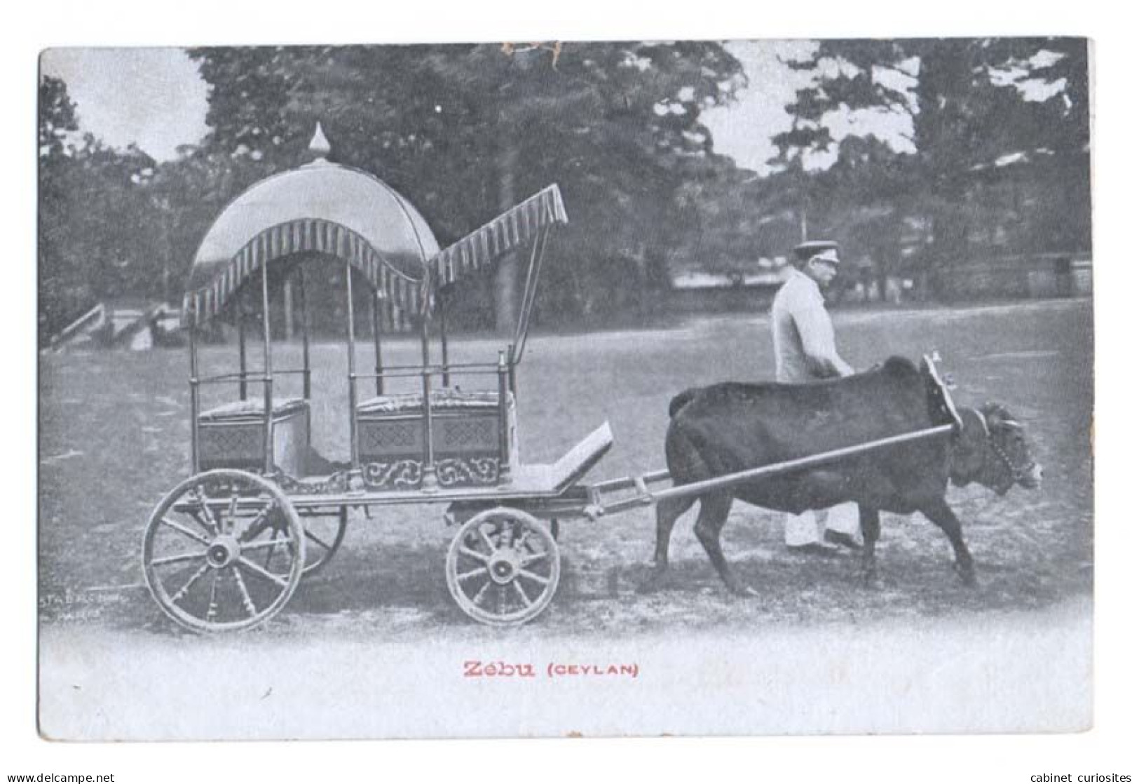 SRI LANKA - Zébu - Attelage De Boeuf En Gros Plan - CEYLAN - Ceylon - Animée - Sri Lanka (Ceylon)