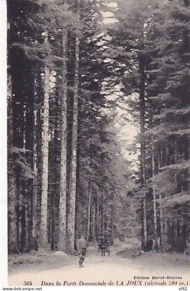 DANS LA FORET DOMANIALE DE LA JOUX      A LA DESCENTE DE GARDEBOIS - Sonstige & Ohne Zuordnung