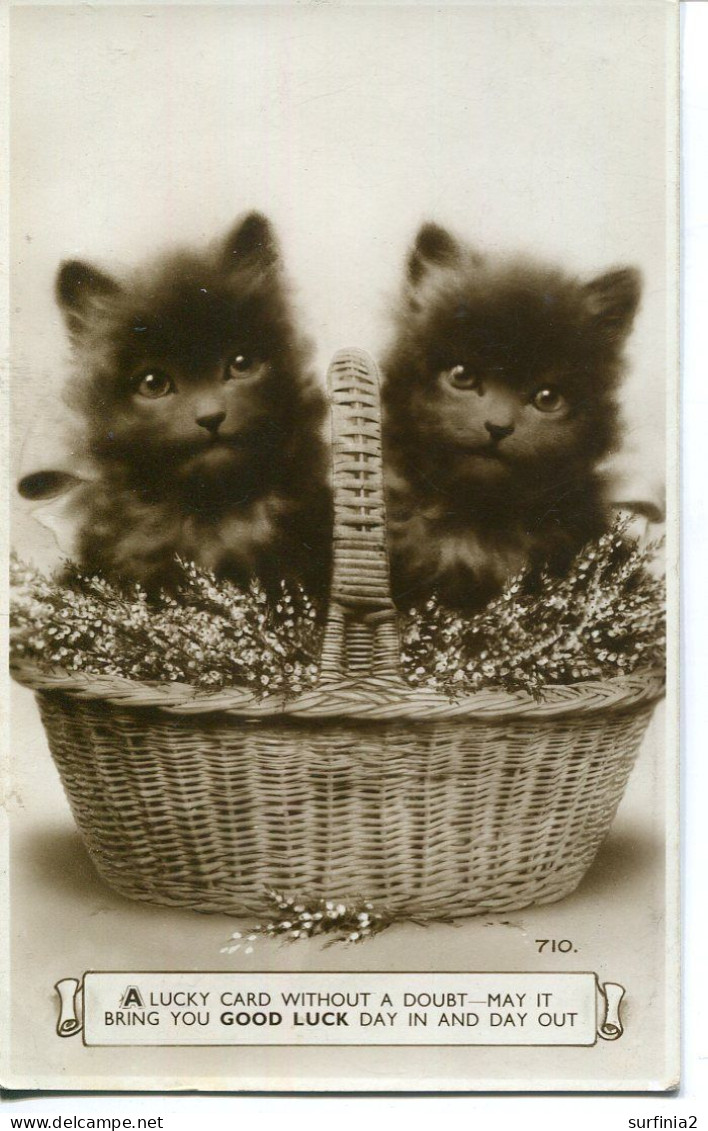 CATS - TWO CATS IN A BASKET RP - Chats