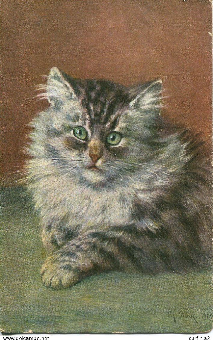 CATS - LONG HAIRED TABBY BY M STOCKS - Chats