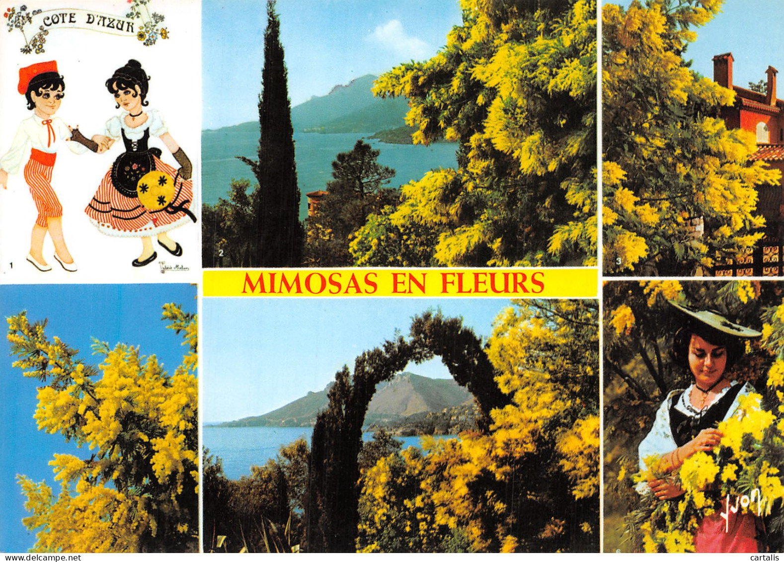 06-LA COTE D AZUR MIMOSAS EN FLEURS-N°4218-D/0275 - Autres & Non Classés