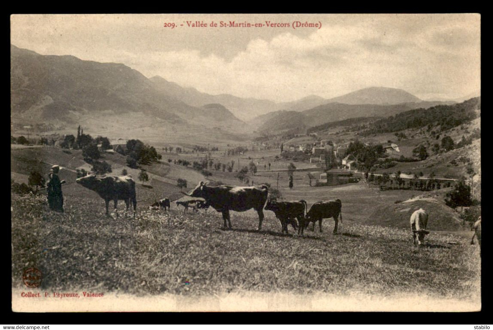 26 - VALLEE DE ST-MARTIN-EN-VERCORS - VACHES AU PATURAGE - Other & Unclassified