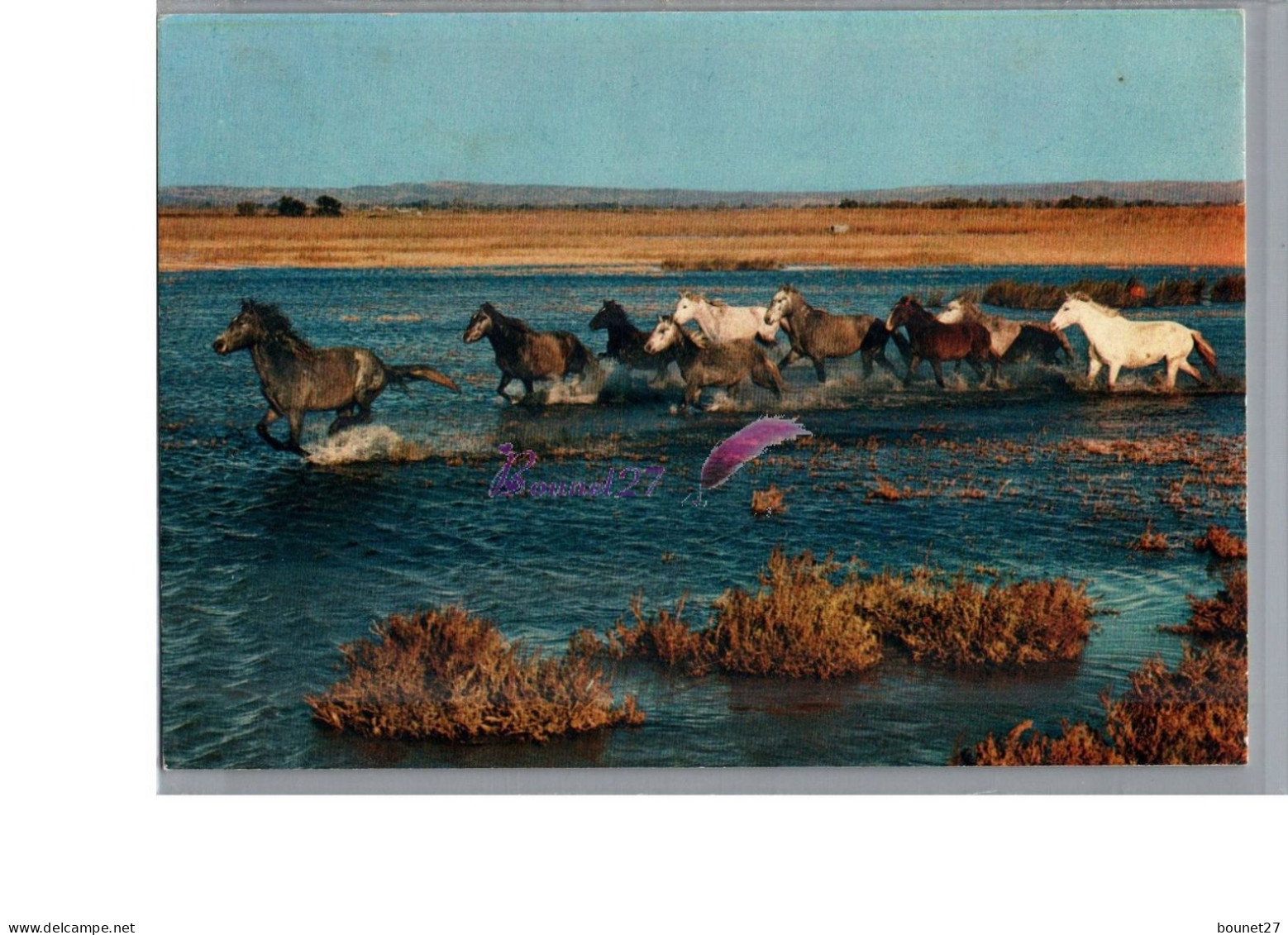 CAMARGUE - FOLKLORE - Les Gardian Chevaux Sauvage Cheval Horse - Andere & Zonder Classificatie