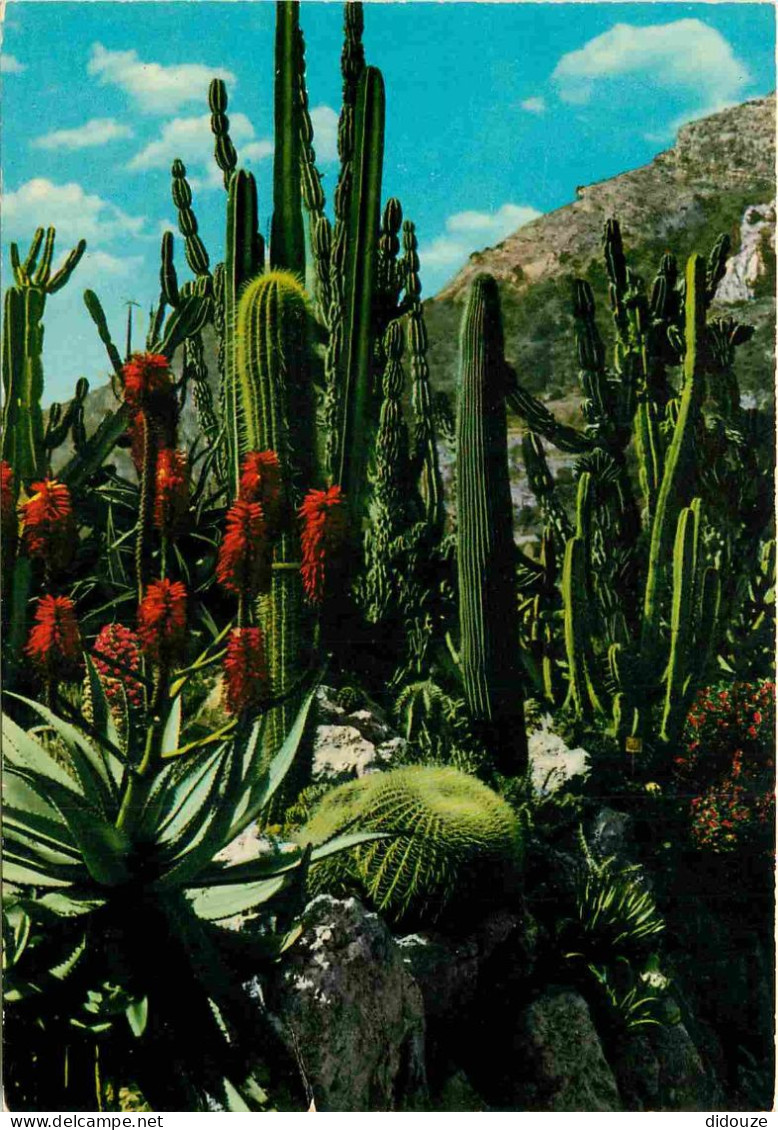 Fleurs - Plantes - Cactus - Principauté De Monaco - Le Jardin Exotique - Candélabre Agave Et Coussin De Belle-mère - CPM - Cactusses