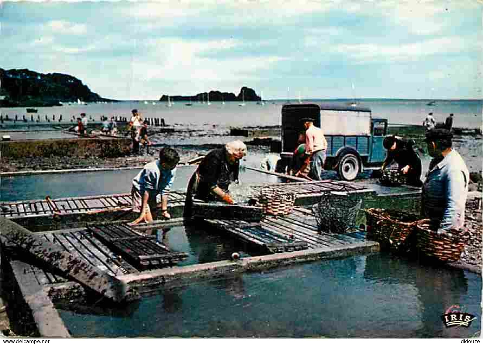 Metiers - Ostréiculture - Culture Des Huitres - Ostréiculteur - Cancale - Les Parcs à Huîtres - Au Loin, Le Rocher De Ca - Pesca