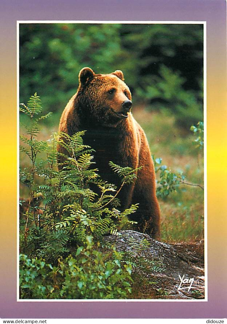 Animaux - Ours - Ours Des Pyrénées - Bear - CPM - Carte Neuve - Voir Scans Recto-Verso - Bears