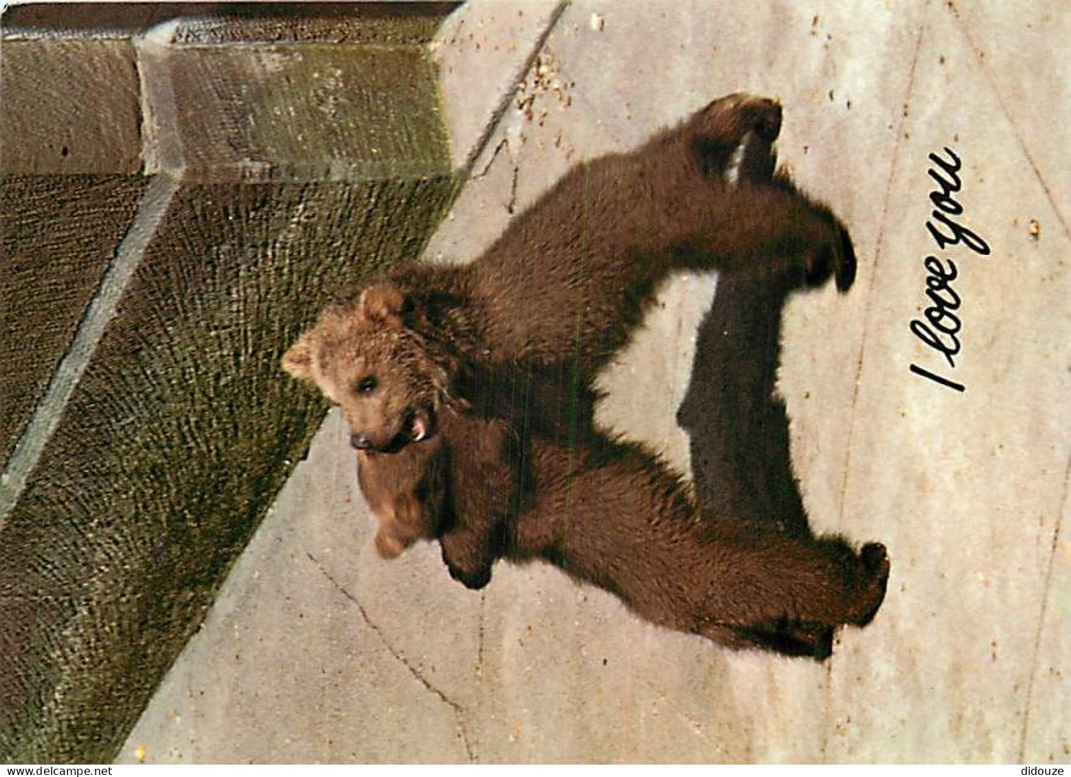 Animaux - Ours - La Fosse Aux Ours De Berne - Oursons - Zoo - Bear - CPM - Carte Neuve - Voir Scans Recto-Verso - Bears