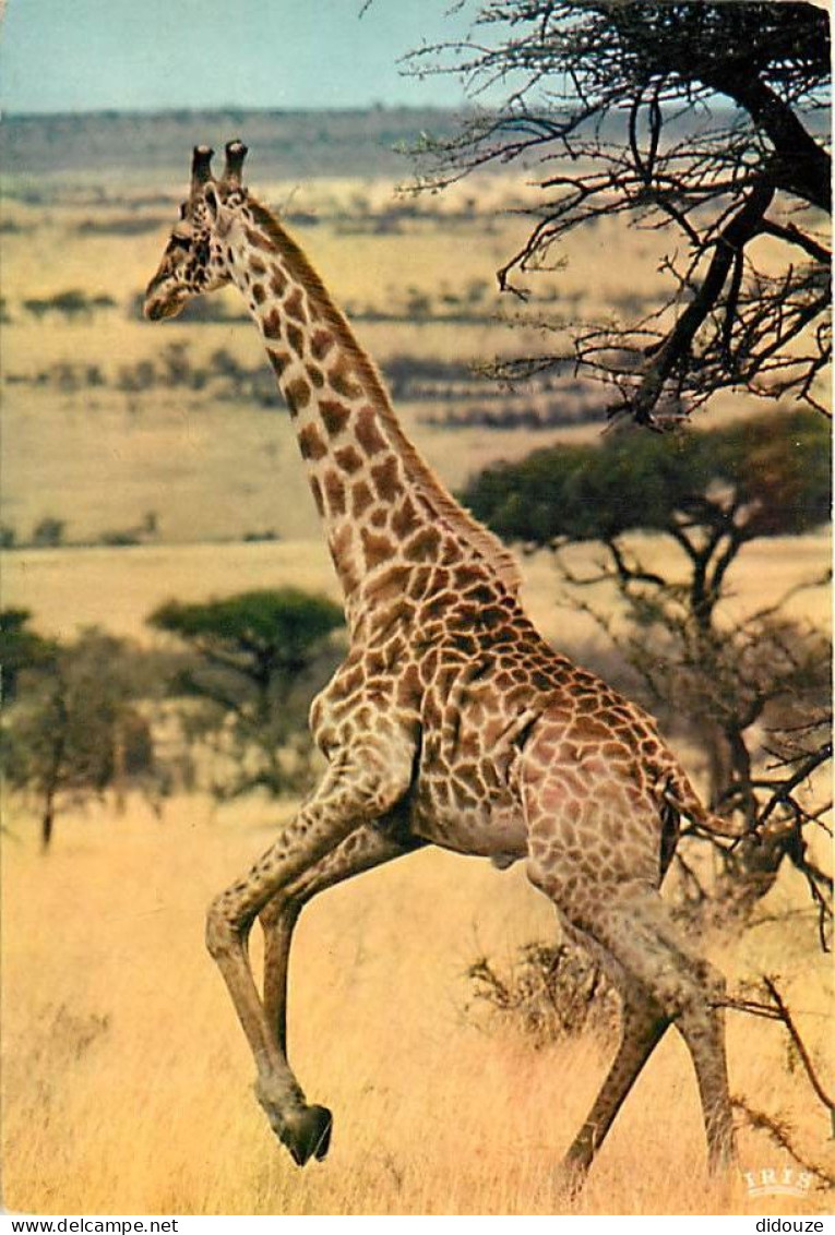 Animaux - Girafes - Faune Africaine - Girafe En Pleine Course - CPM - Voir Scans Recto-Verso - Jirafas