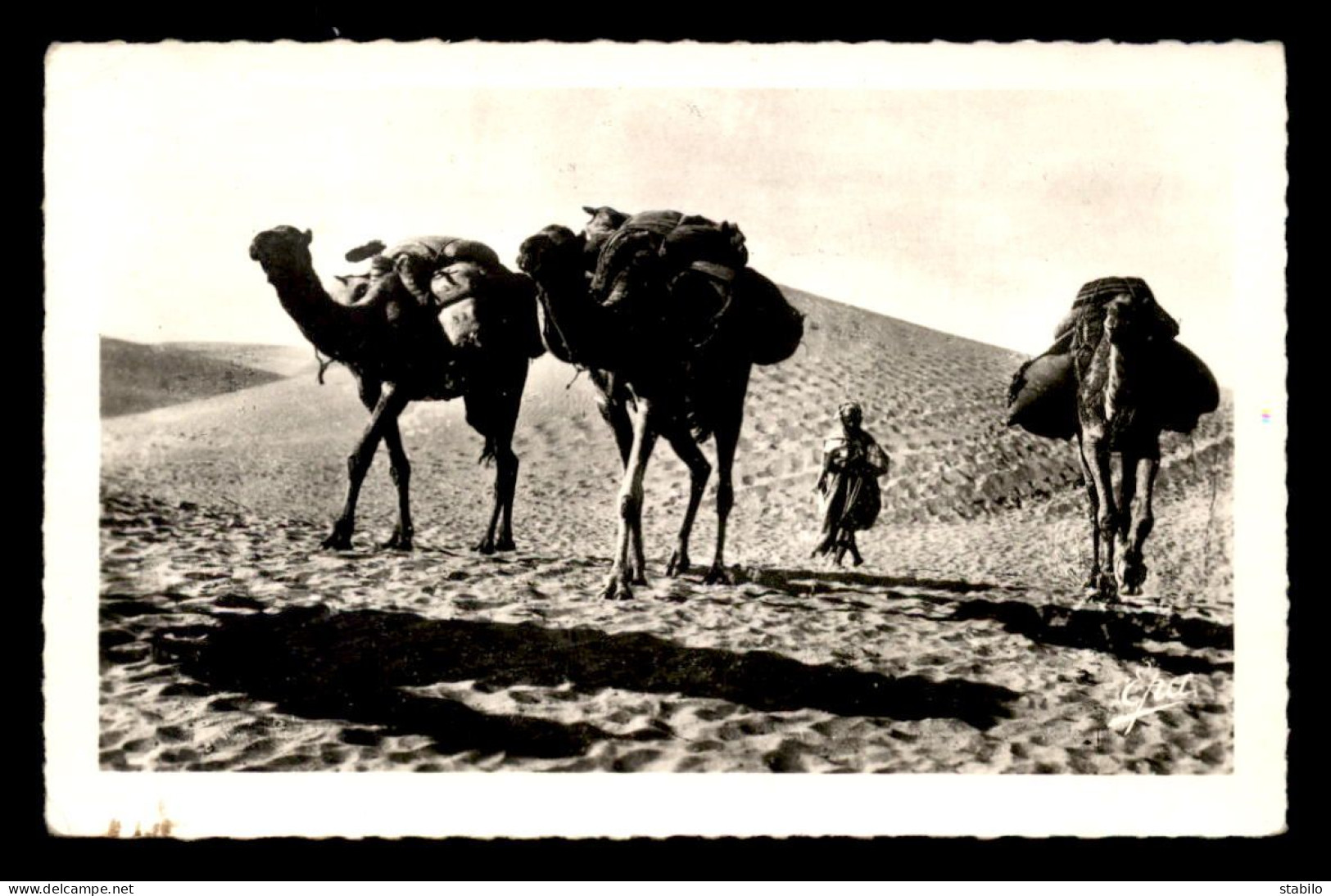 ALGERIE - SAHARA - GHARDAIA - DANS LES DUNES - CHAMEAUX - CHAMELIER - EDITIONS PHOTOS AFRICAINES N°1157 - Ghardaïa