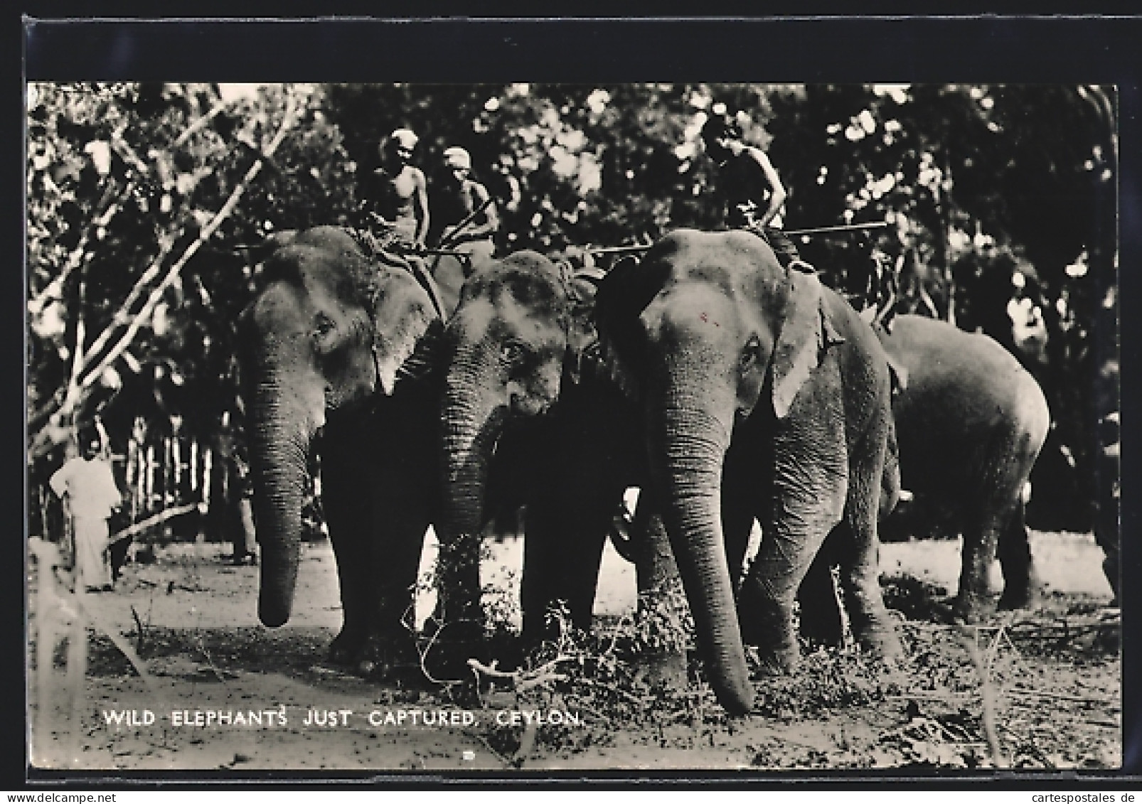 AK Ceylon, Wild Elephants Just Captured  - Elefanten
