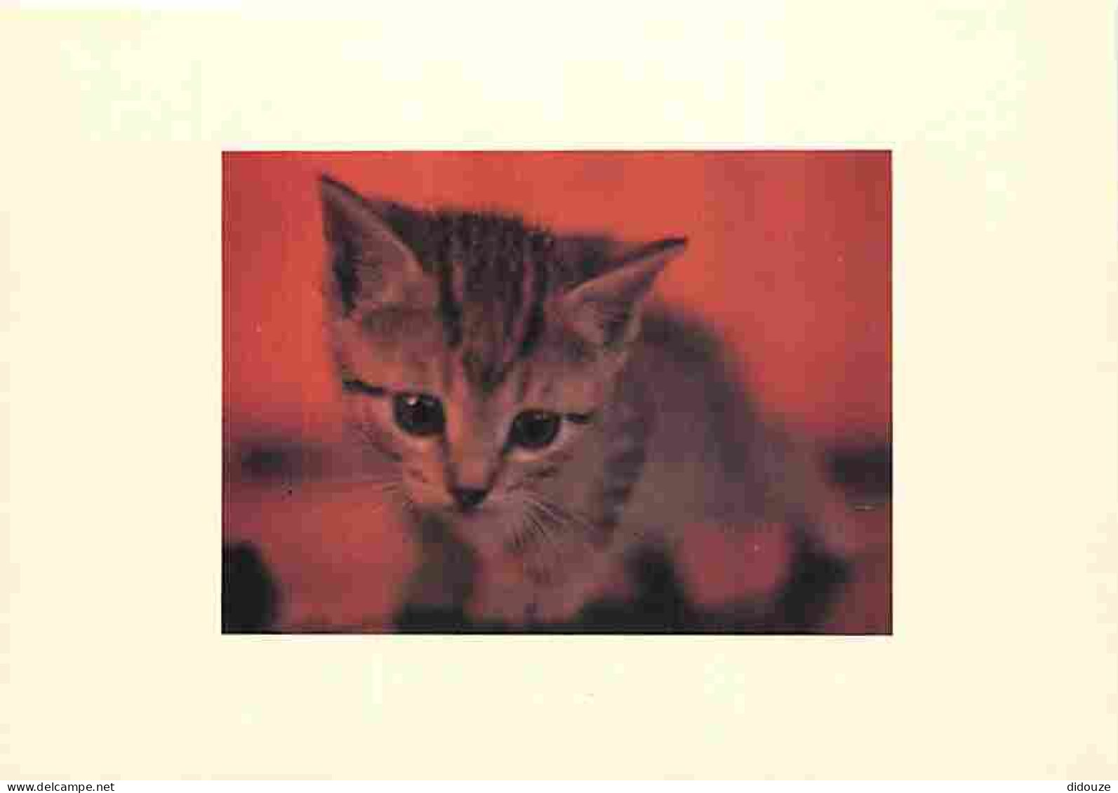 Animaux - Chats - Chatons - Carte Neuve - CPM - Voir Scans Recto-Verso - Chats