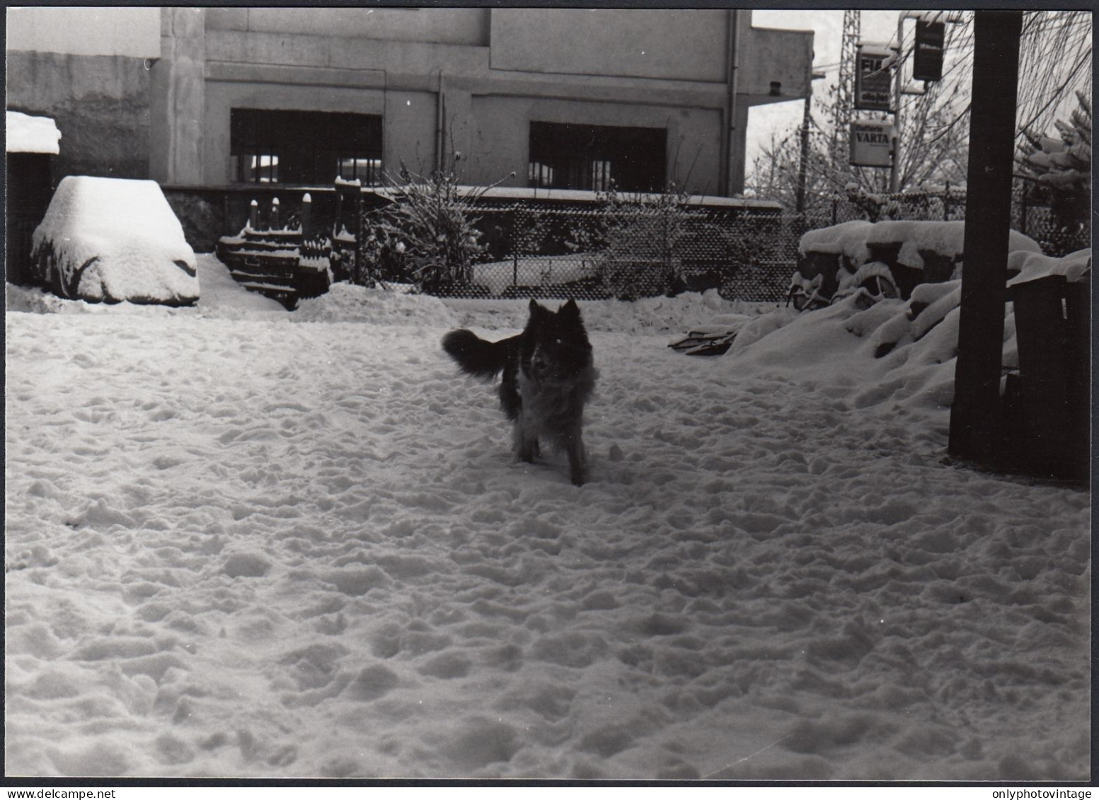 Italia 1977 - Cane Passeggia Su Tappeto Di Neve - Foto - Vintage Photo - Places