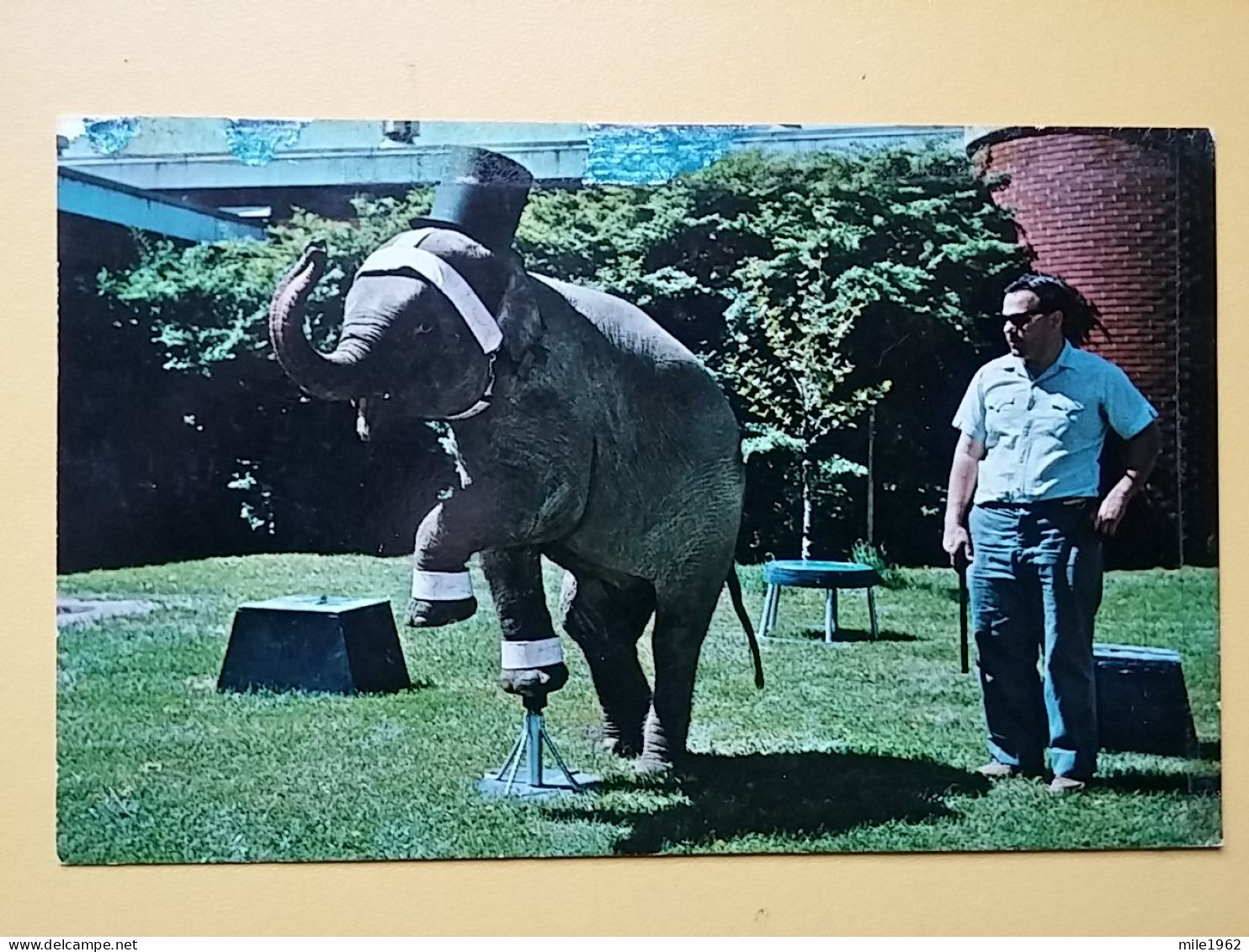 KOV 506-59 - ELEPHANT, OLIFANT, CICRUS, PEORIA, ILLINOIS - Elephants