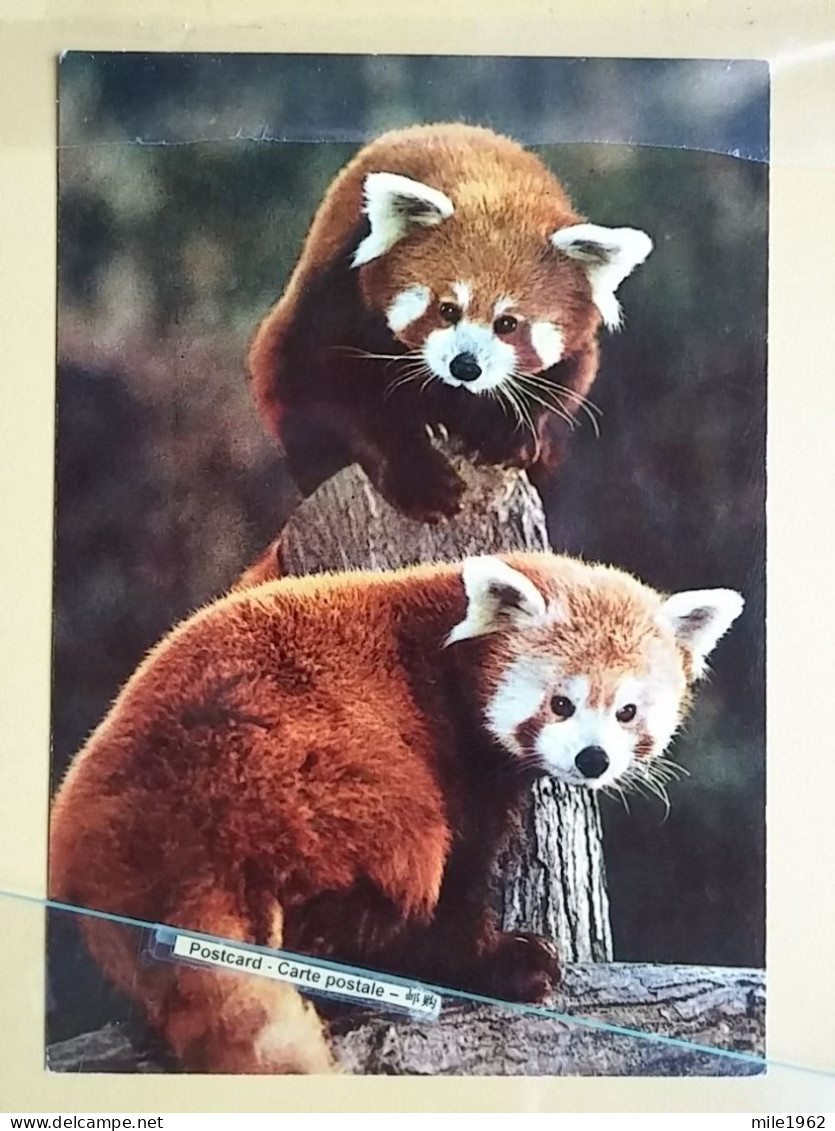 KOV 506-55 - RED PANDA, PANDAS, AELURUS FULGENS - Autres & Non Classés