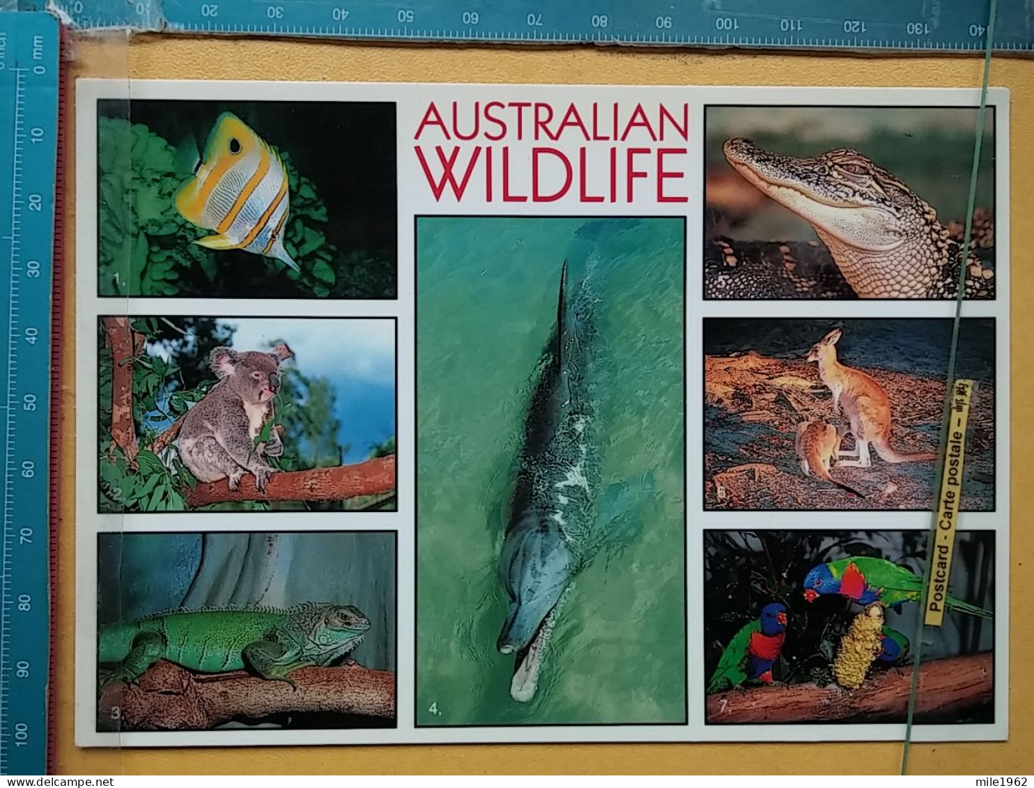 KOV 506-58 - AUSTRALIA, FISH, KOALA, IGUANA, DOLPHIN, CROCODIL, KANGAROO, LORRIKEET - Autres & Non Classés