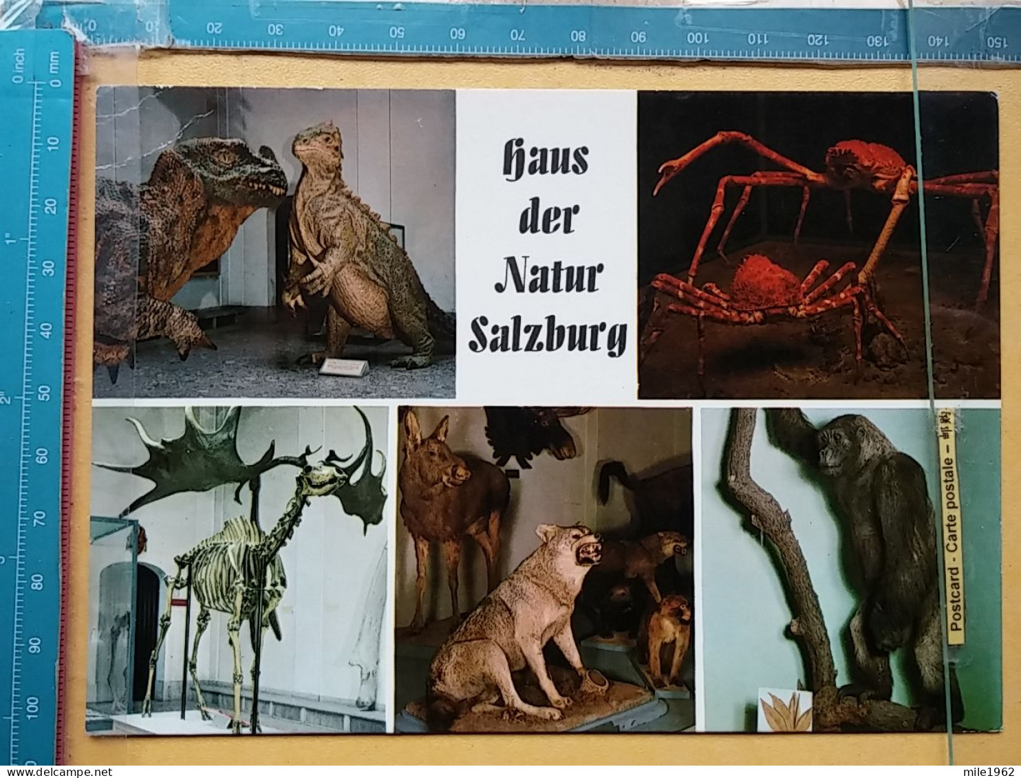 KOV 506-58 - SALZBURG, HAUS DER NATUR, SPIDER, WOLF, MONKEY, ROE DEER - Autres & Non Classés