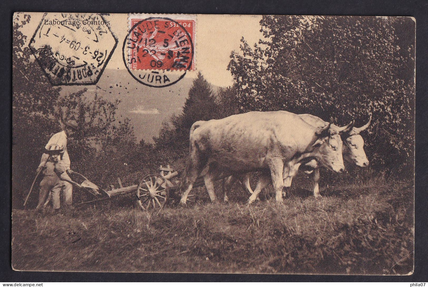 Cows - Working In Field / Postcard Circulated, 2 Scans - Kühe