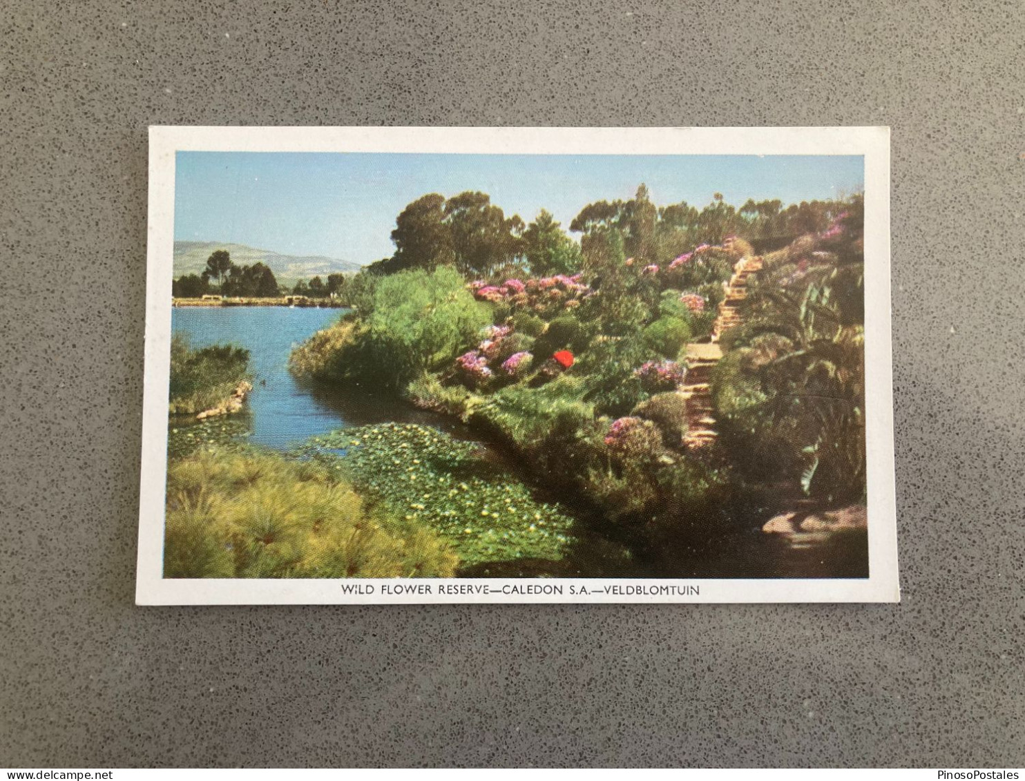 Wild Flower Reserve - Caledon - Veldblomtuin Carte Postale Postcard - Afrique Du Sud