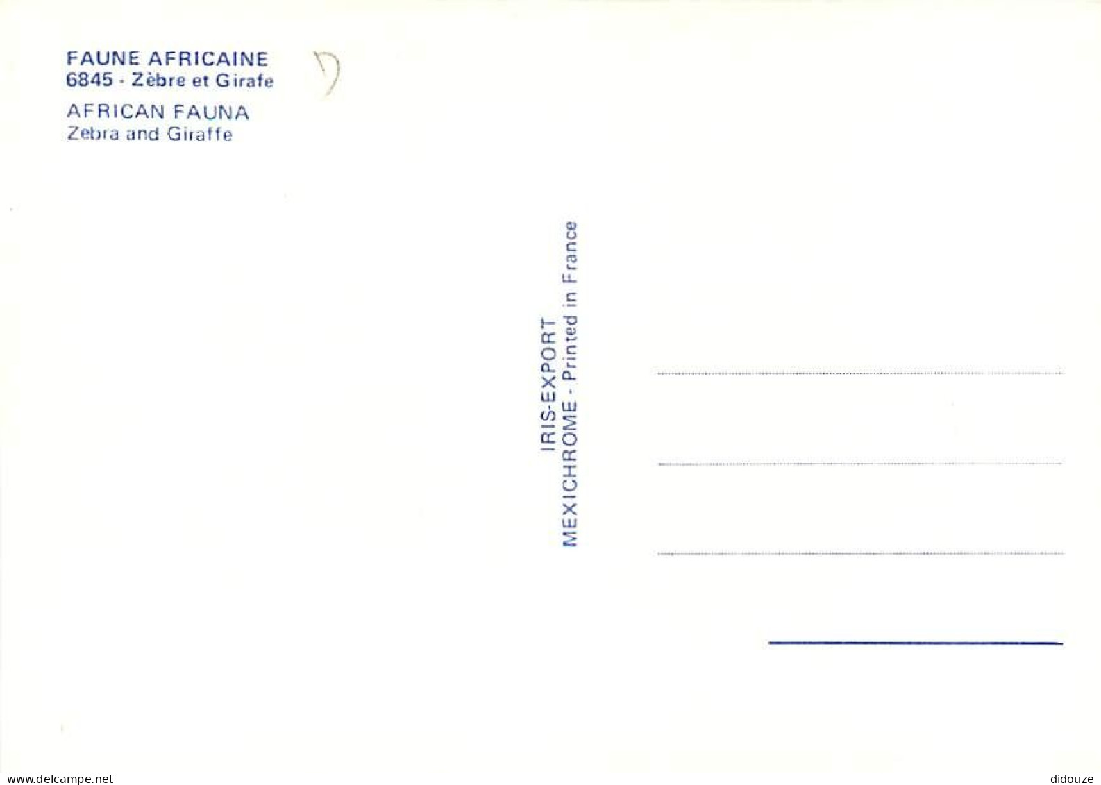 Animaux - Zèbres - Collection Faune Africaine - Girafe - CPM - Carte Neuve - Voir Scans Recto-Verso - Cebras