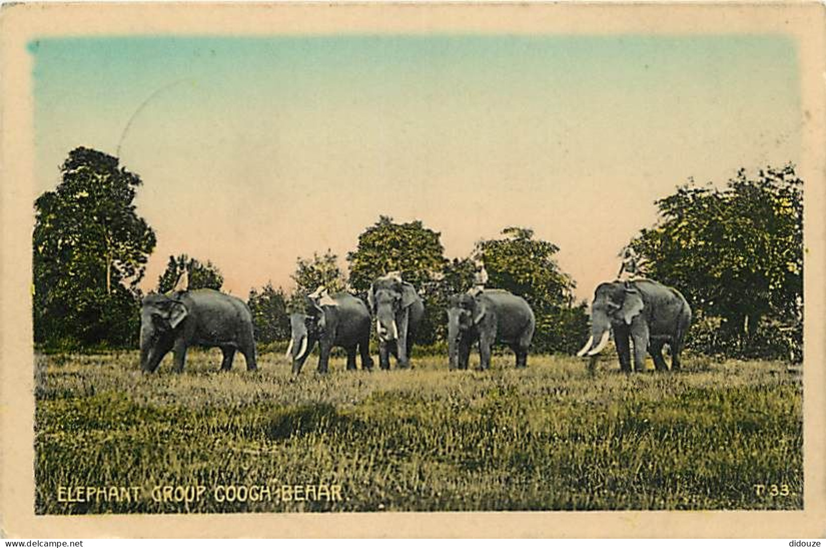 Animaux - Eléphants - Inde - Elephant Group Cooge Behar - Animée - Colorisée - CPA - Voir Scans Recto-Verso - Olifanten