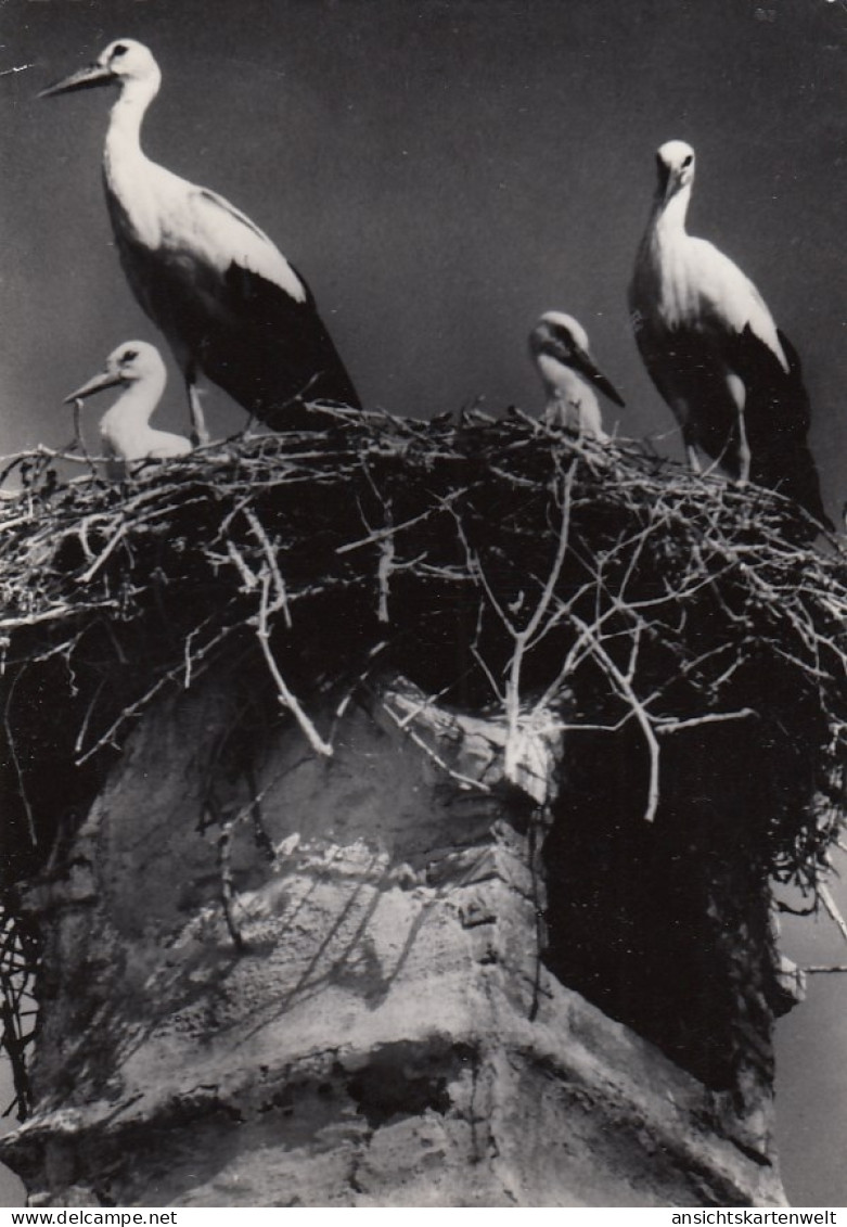 Tiere: Störche In Freistadt Rust Am See, Burgenland Gl1962 #G5191 - Andere & Zonder Classificatie